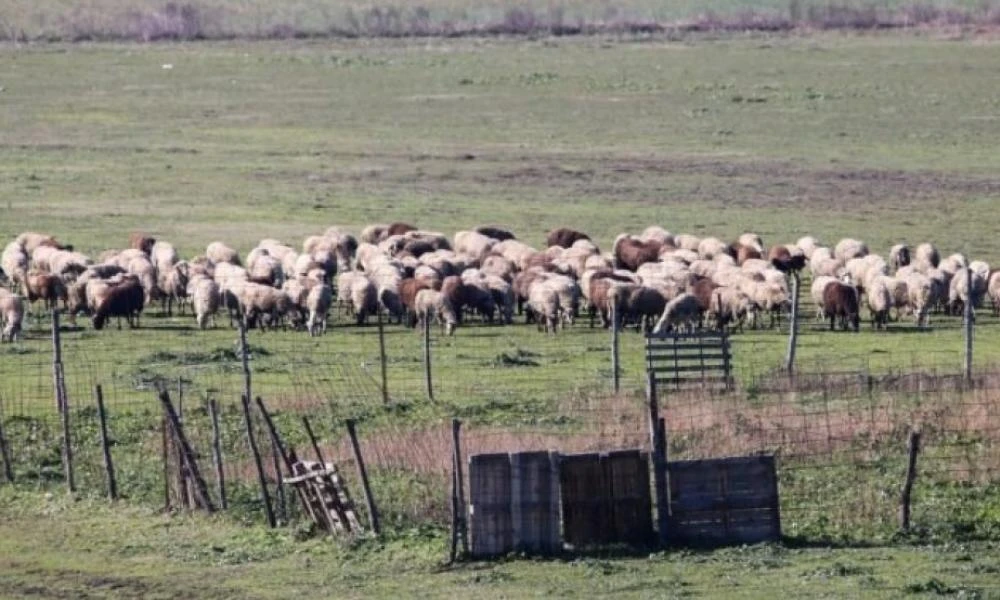 Σε «κόκκινη ζώνη» η Μαγνησία: Bρέθηκε κρούσμα ευλογιάς σε μονάδα με 1.500 πρόβατα στην Αγχίαλο